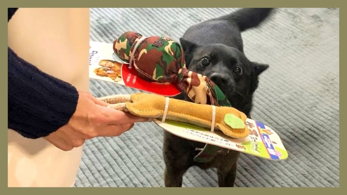 【甲斐犬】お土産を持って遊びに来てくれたお客さまを大歓迎する甲斐犬が可愛すぎる〜！