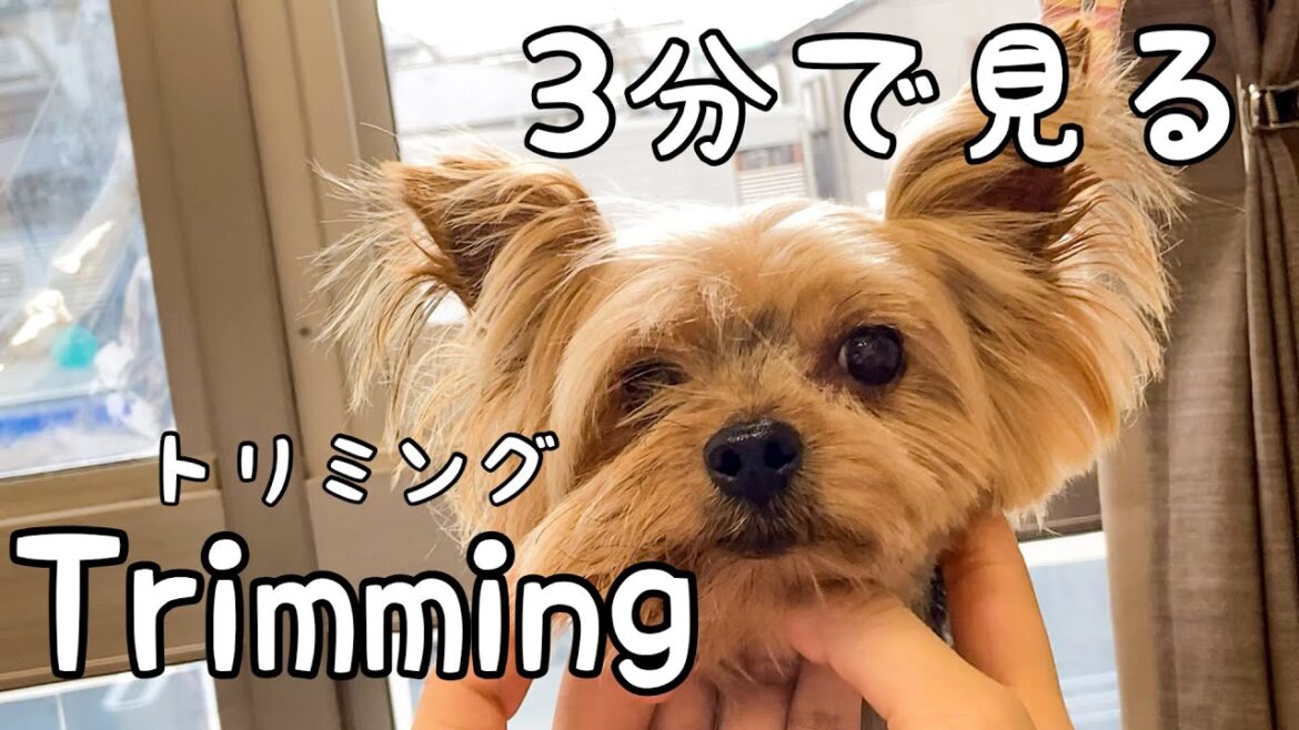 3分で見るヨークシャテリアの顔半分カット［兵庫ペット医療センター トリミング尼崎本院］Happy dog glooming