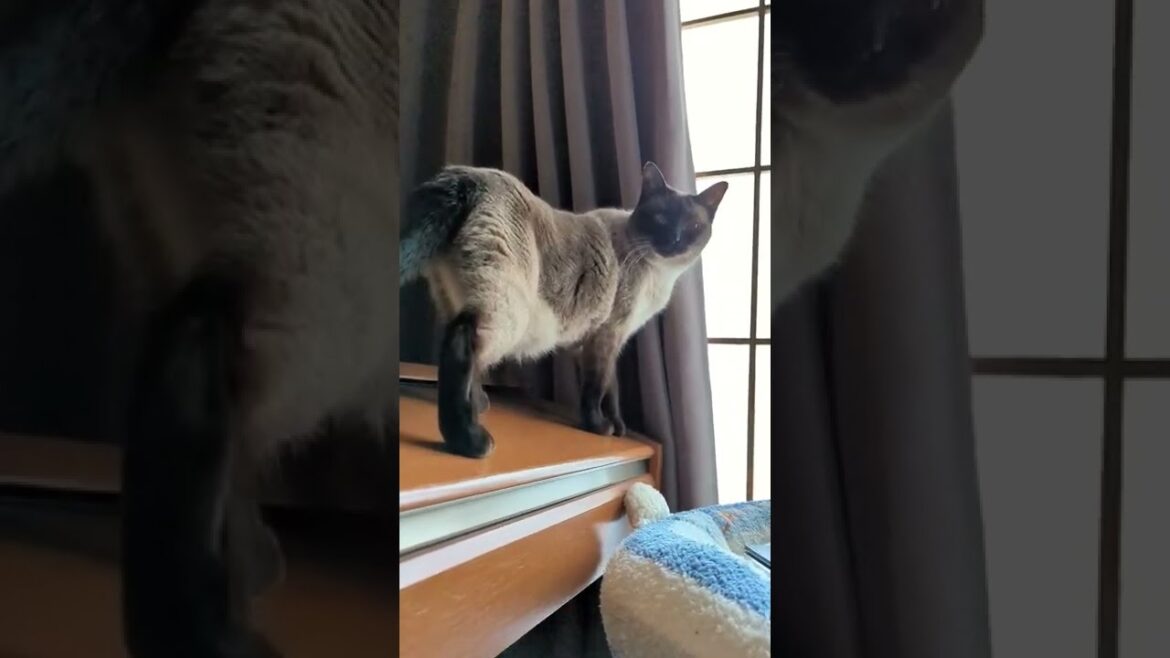 怪しい動きをするシャム猫 - A thief cat - #Shorts