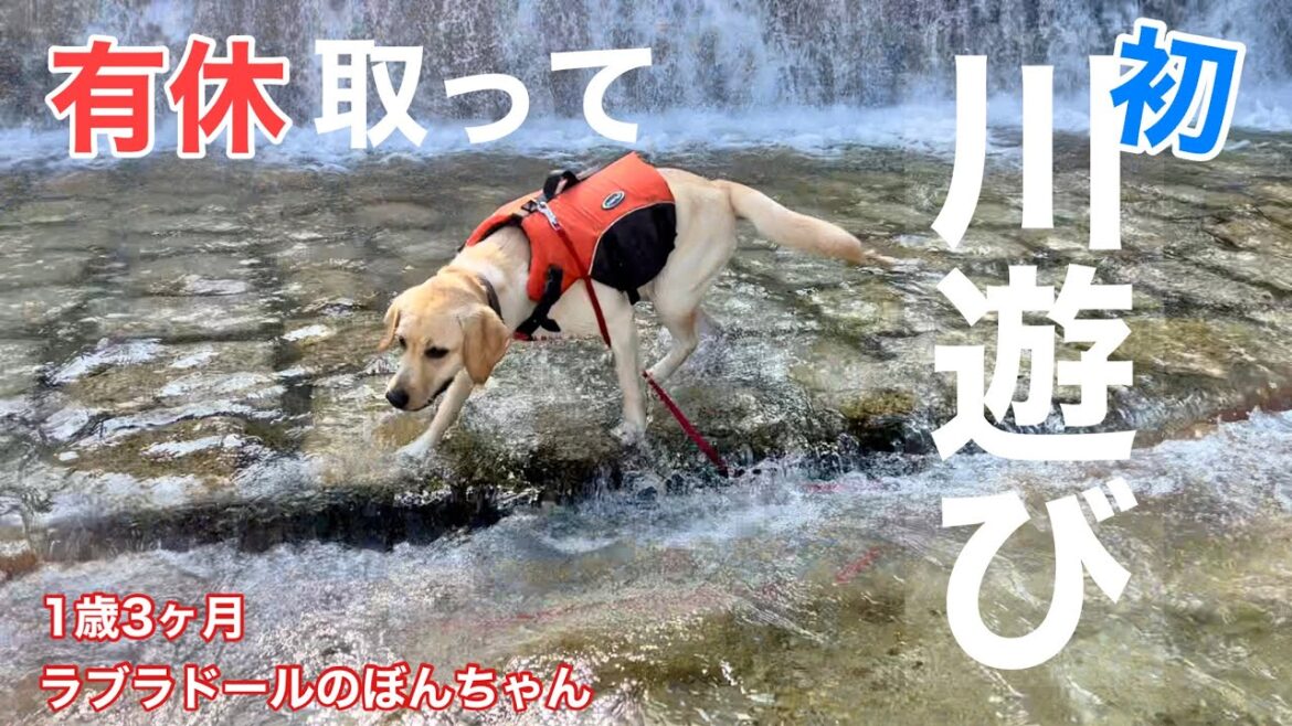 【ラブラドール#64】有休取って川遊び！ライフジャケット姿のぼんちゃん可愛い♪ ラブラドールレトリバー　labrador retriever 大型犬  mont-bell モンベル　有給