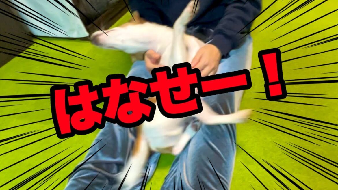 【暴れる】犬を落ち着かせる方法［しゃべる犬 ジャックラッセルテリア］