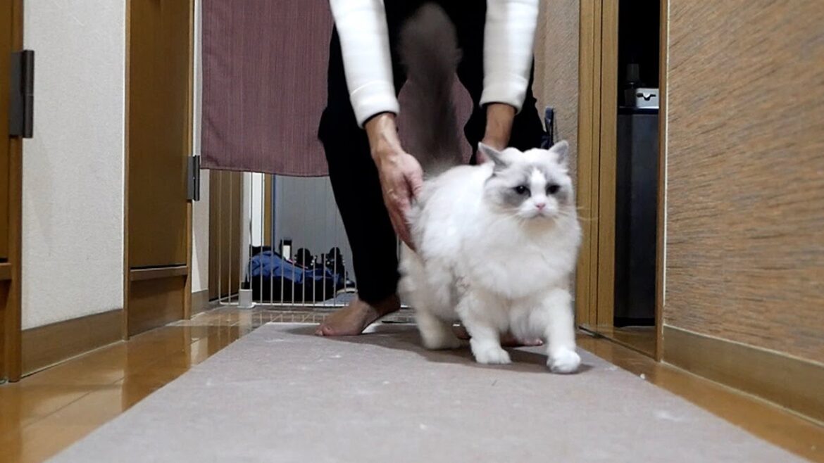 抱っこしようとするとすぐに逃げるラグドール（笑）