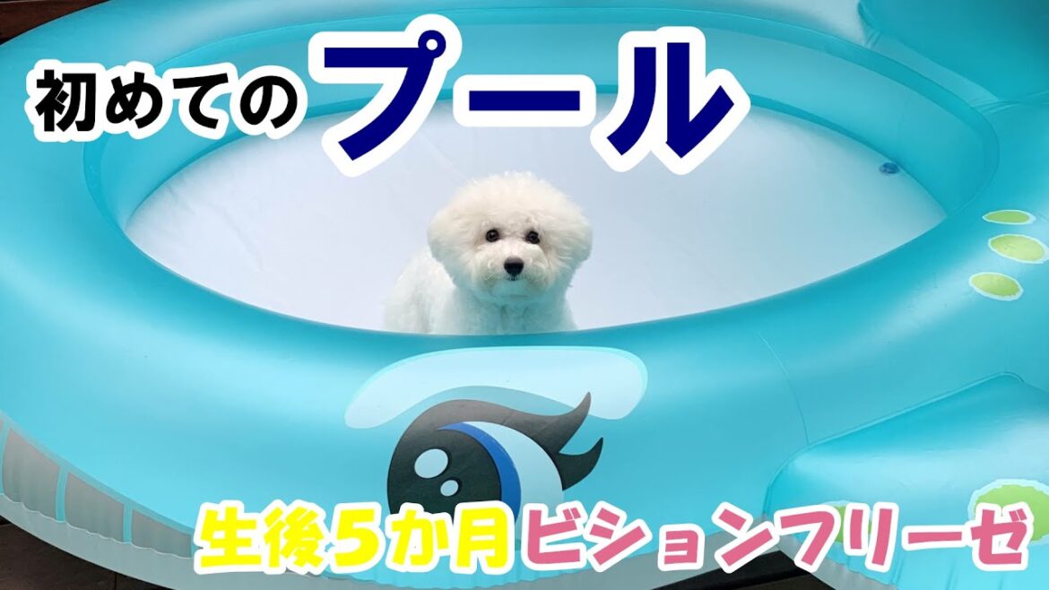 子供たちと初めてのプールで大はしゃぎ！【ビションフリーゼ子犬】