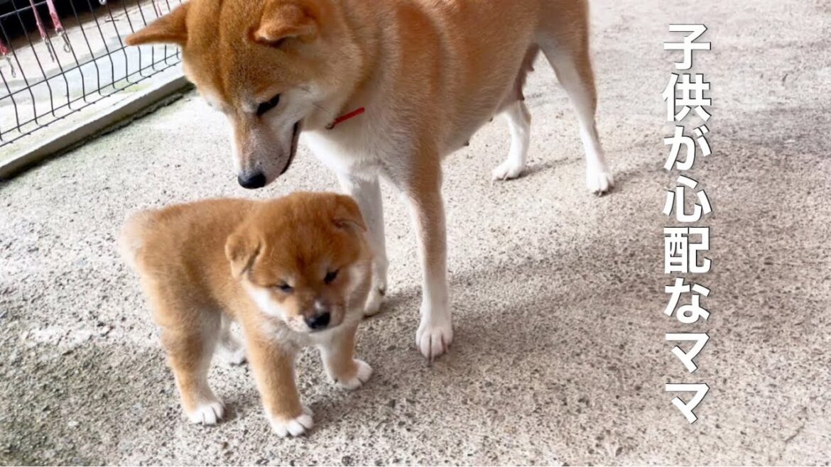 柴犬子犬が初めて外に出たら母柴犬が心配し過ぎましたw