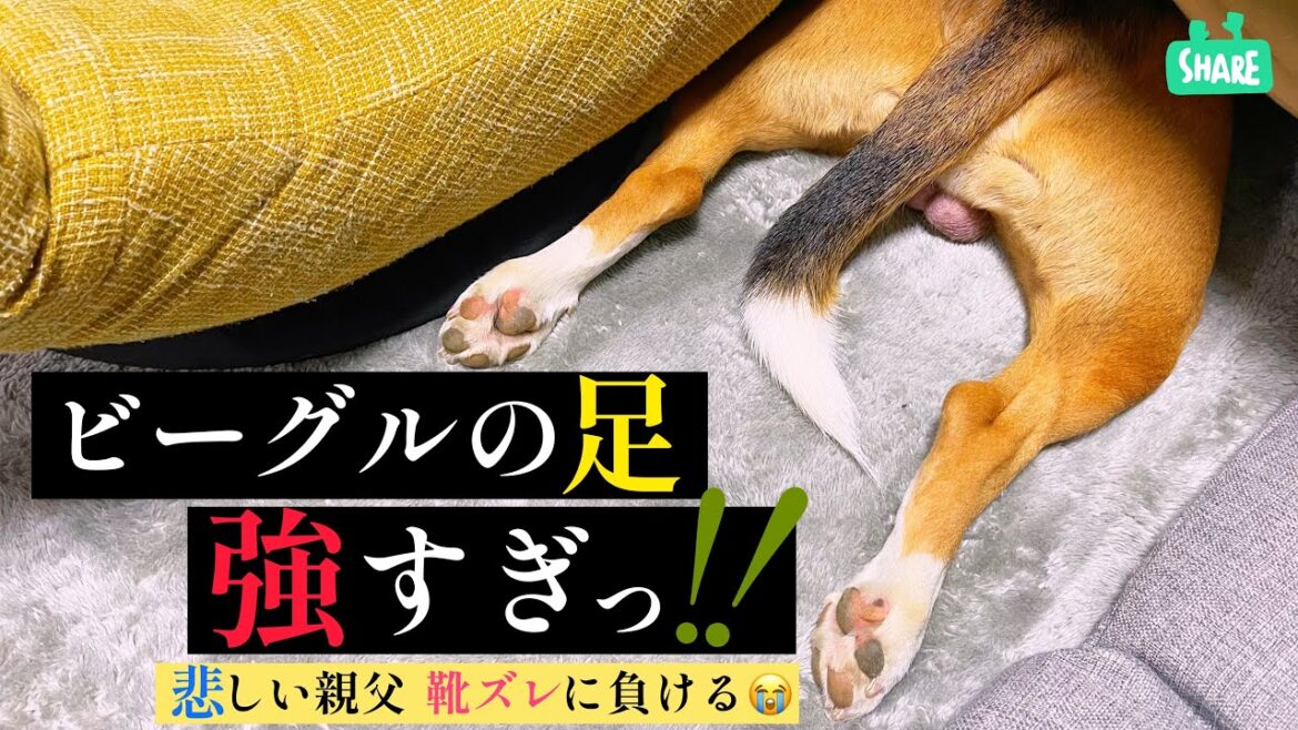 ビーグル犬　足が強すぎる！