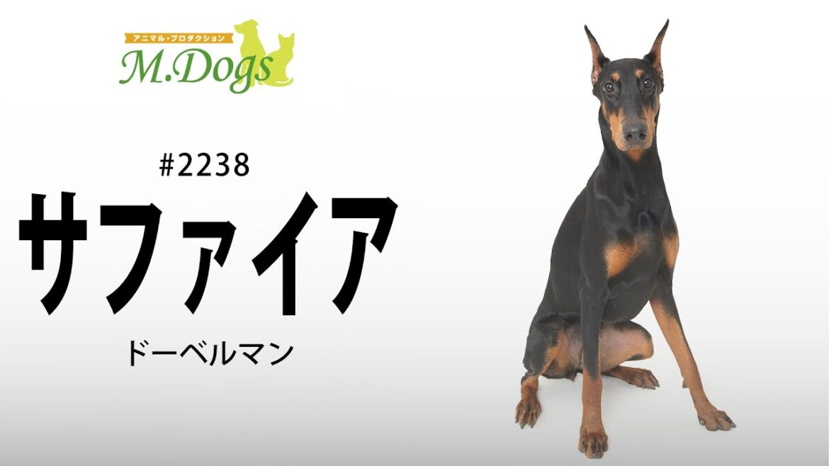 ペットモデル#2238 ドーベルマン「サファイア」