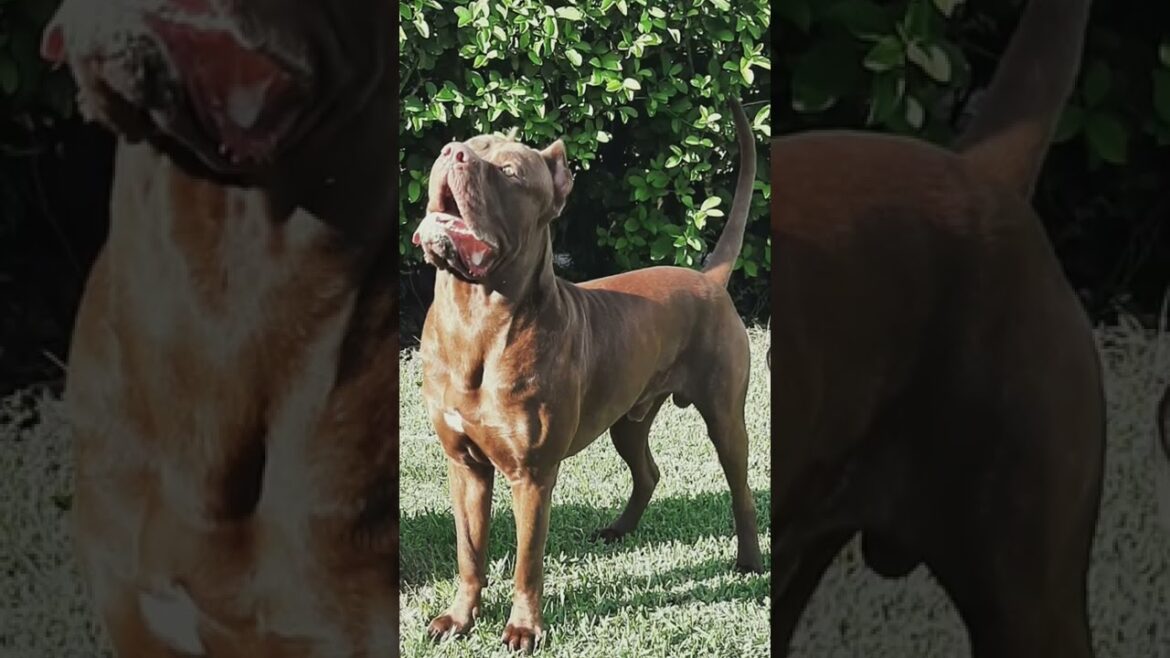 50% Neopolitan Mastiff 50% Presa Canario