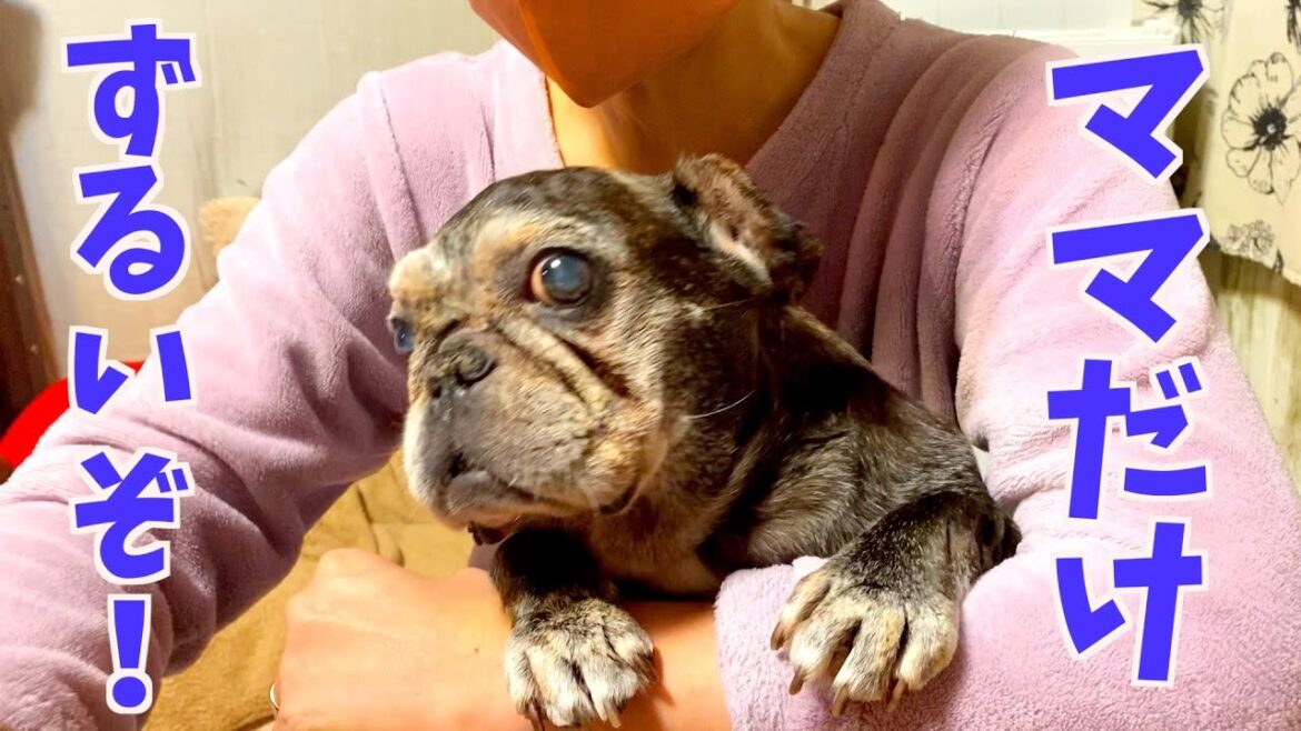 クリ達のオヤツではありません!〜French bulldog〜フレンチブルドッグ  vlog @520 クリ達のオヤツではありません!〜French bulldog〜フレンチブルドッグ  vlog @520