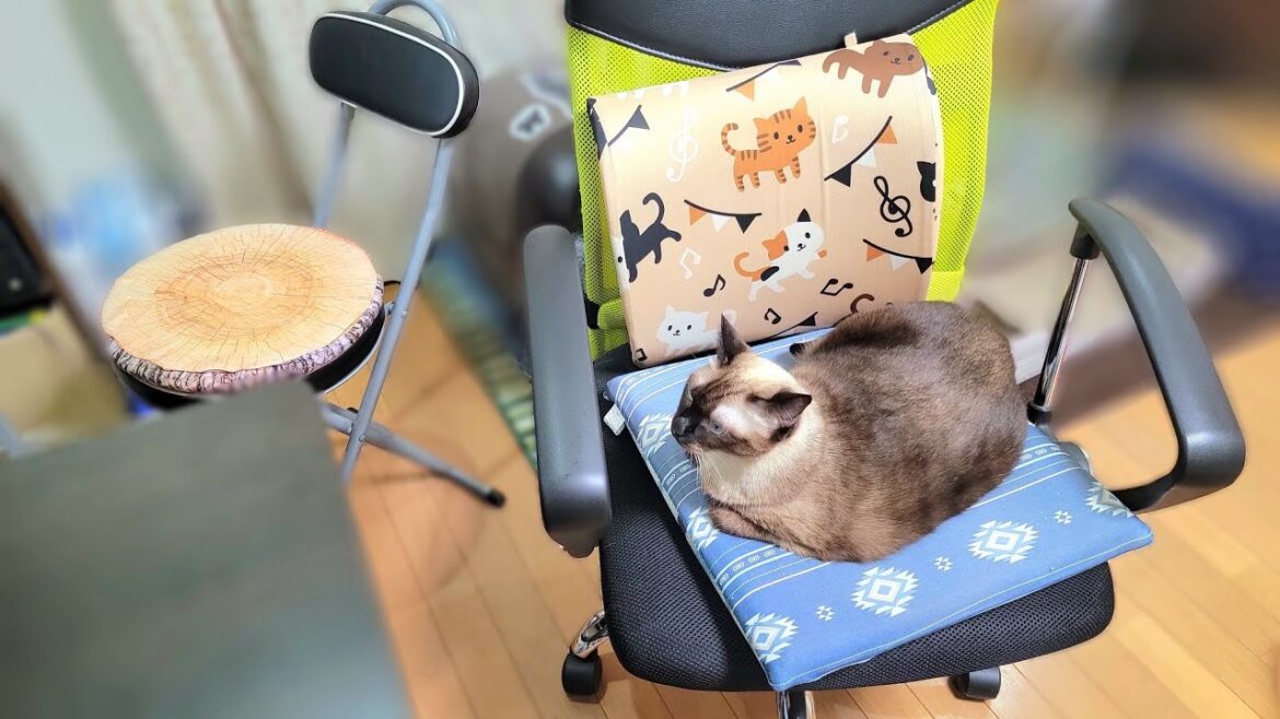 使用中の椅子をシャム猫が占領してたので他の椅子を出して座った結果🙃