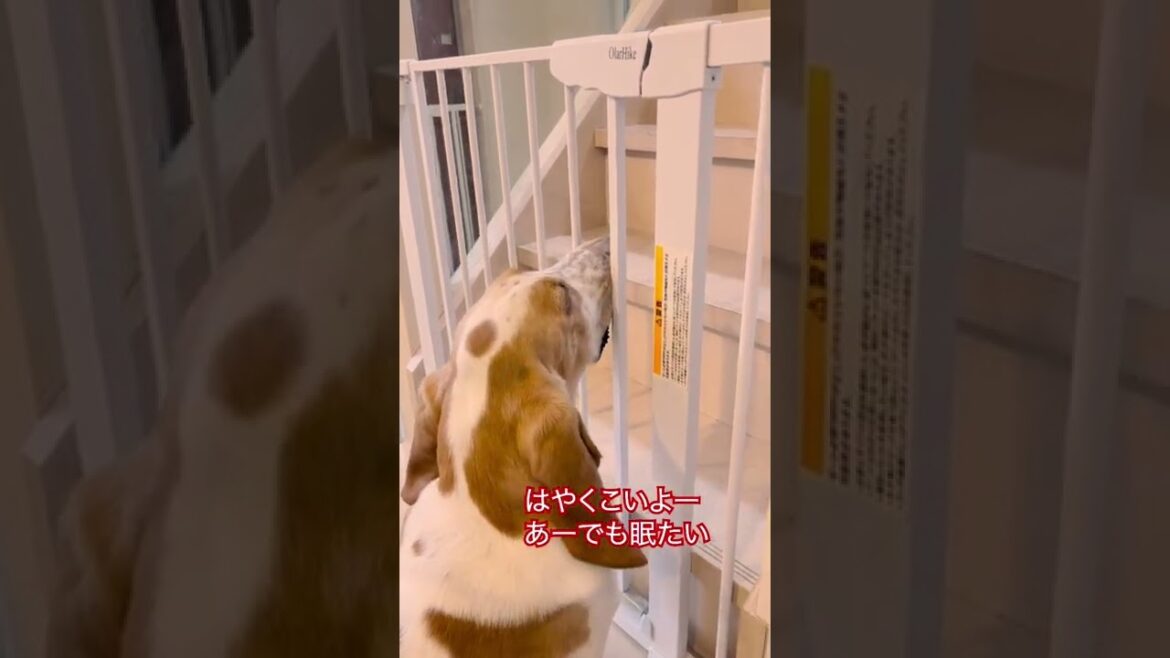 寂しがり屋のバセットハウンド#bassethound #バセットハウンド #shorts