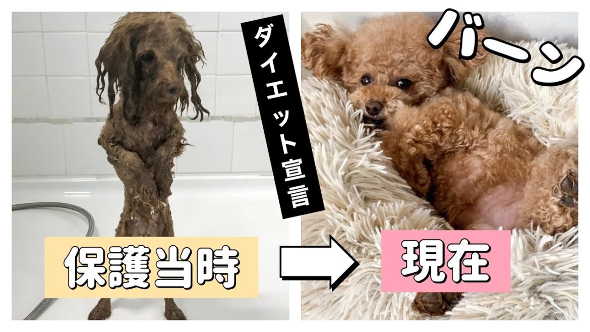 【ダイエットします！】元保護犬のトイプードルが幸せ太り？でわがままボディに！？