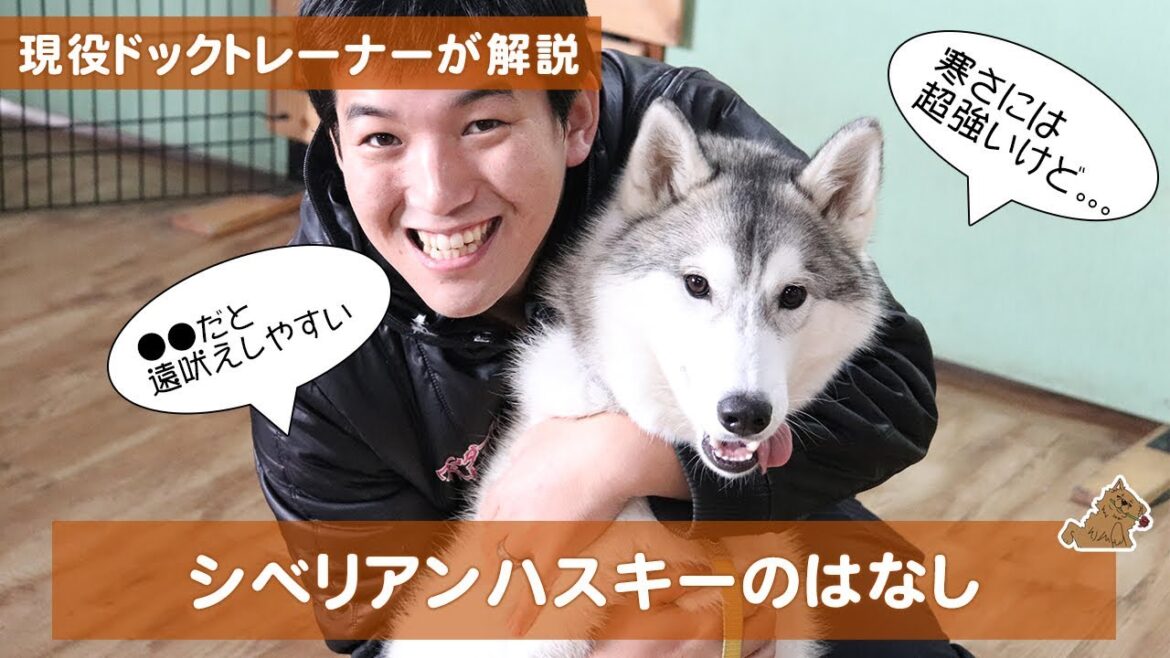 ●●だと遠吠えをしやすくなるシベリアンハスキーはかわいい赤ちゃんの頃からの●●が重要！　どんな犬？飼い方？特徴は？現役ドックトレーナーの犬種紹介（Siberian Husky）