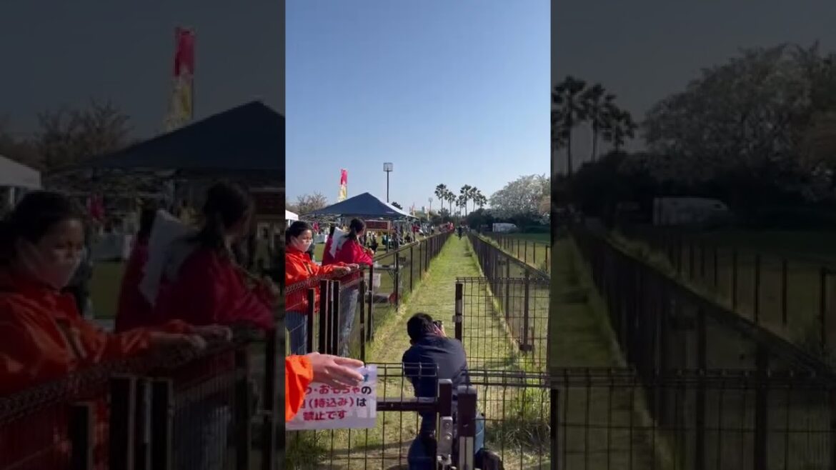 【ウィペット】ビオラ イヌリンピック桜花祭2022 タイムレース50+50 angle.2