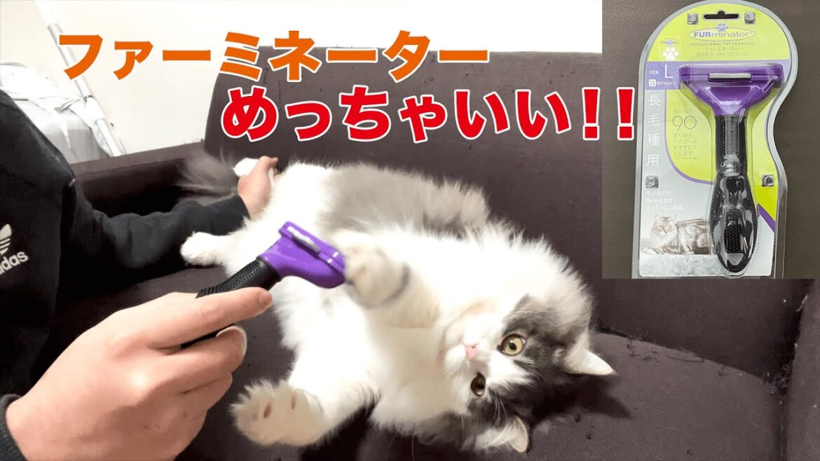 【長毛種サイベリアン】ファーミネーターめっちゃ毛取れる!! 【長毛種サイベリアン】ファーミネーターめっちゃ毛取れる!!