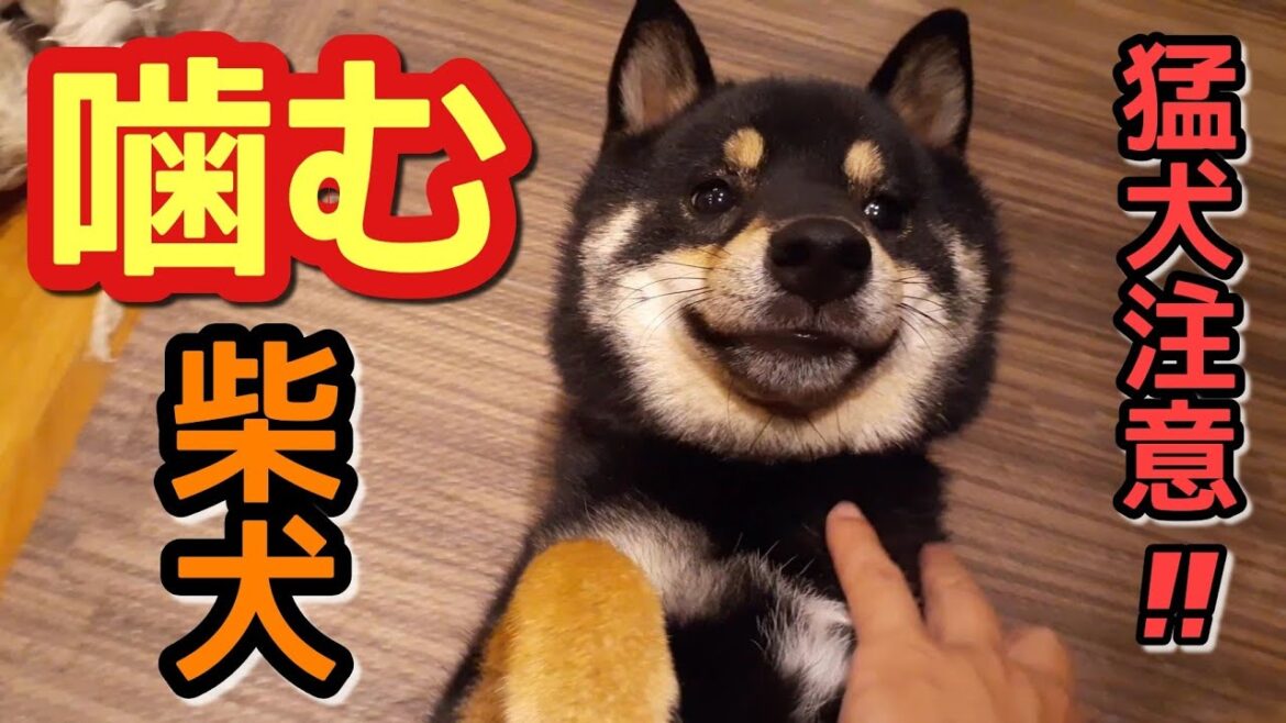 噛む柴犬が本気噛みしてきた!素人が噛み癖を治せるの?【凶暴】豆柴【犬 しつけ】
