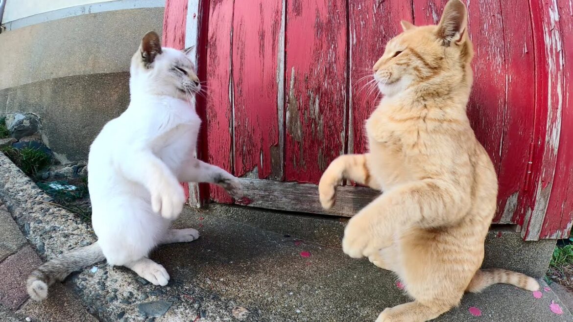 茶トラ猫が人間と準備運動をして、シャム猫にボクシング対決を挑む