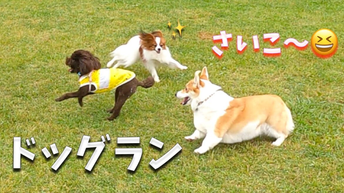 やっぱりドッグランが一番楽しい！解き放たれたパピヨンを見ているだけで嬉しい。ドッグラン in 幕張海浜公園　#papillon #パピヨン