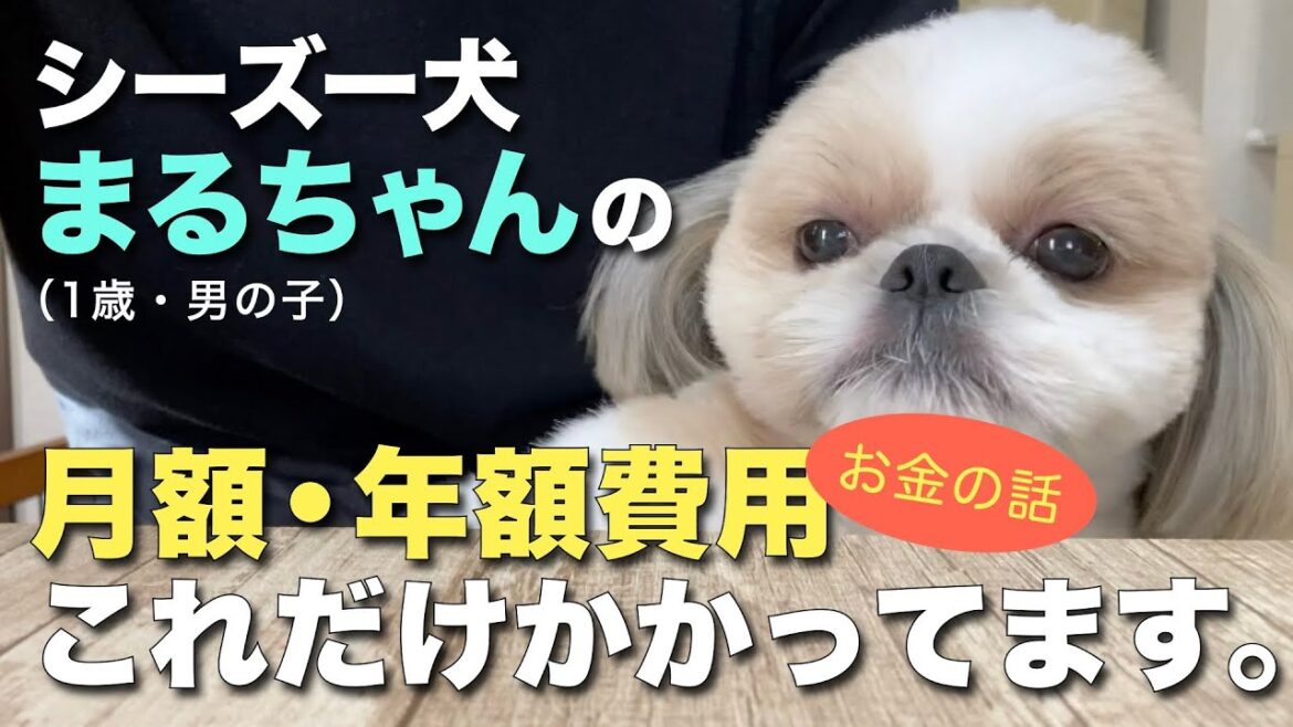 【シーズー】シーズー犬まるちゃんの月額・年額費用、これだけかかっています。【064】