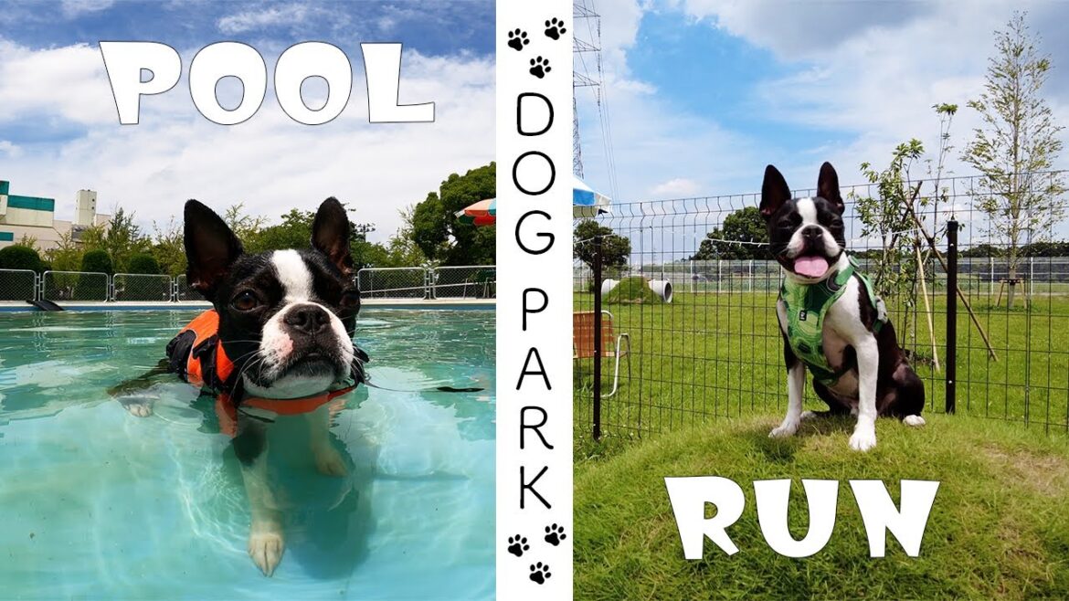 【ボストンテリア】茨城に出来たDOG PARKが最高すぎた