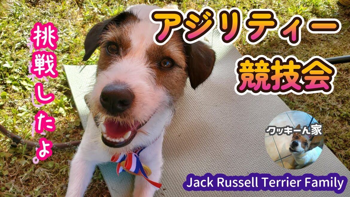 アジリティー競技会に挑戦ｗ【ジャックラッセルテリア】【多頭飼い】