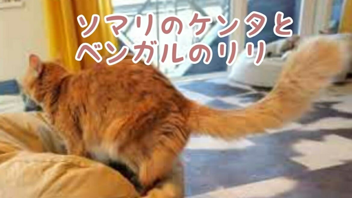 ソマリのケンタとベンガルのリリ