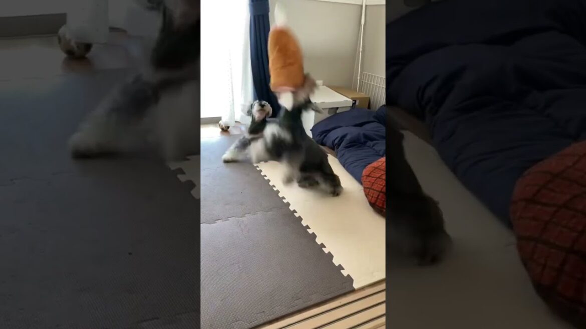 【ミニチュアシュナウザー】お肉クッションの取り合い🎶#ミニチュアシュナウザー #遊び #miniatureschnauzer