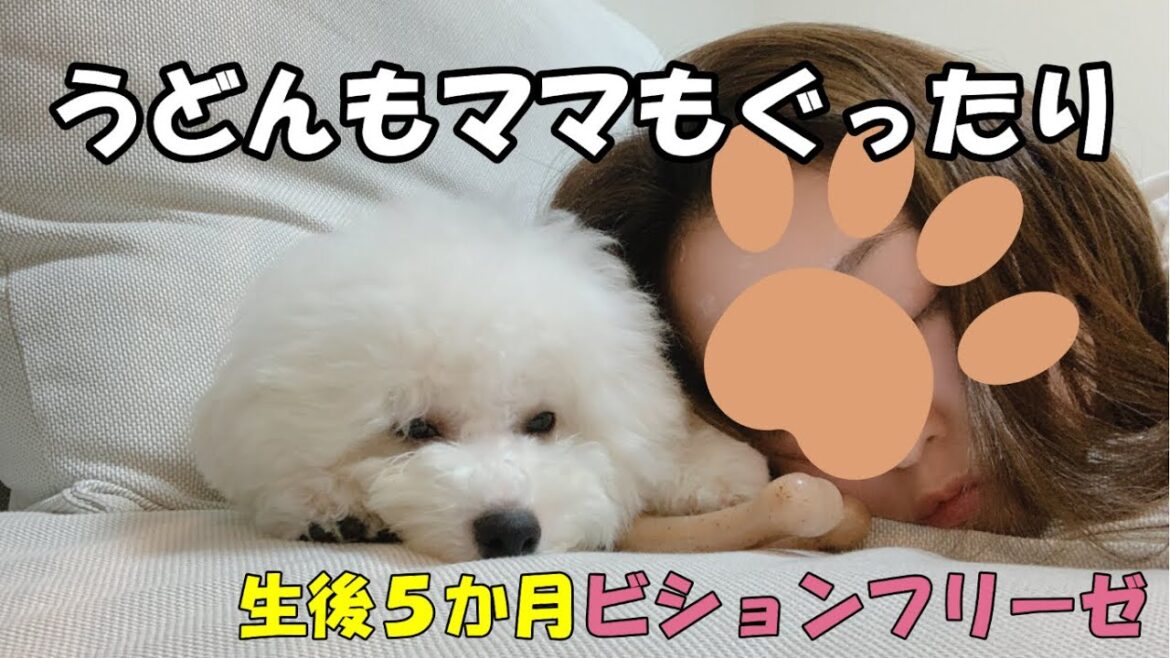 ビションフリーゼのお手入れは大変？！白モフができるまで【犬のバスタイムルーティン】【子犬】