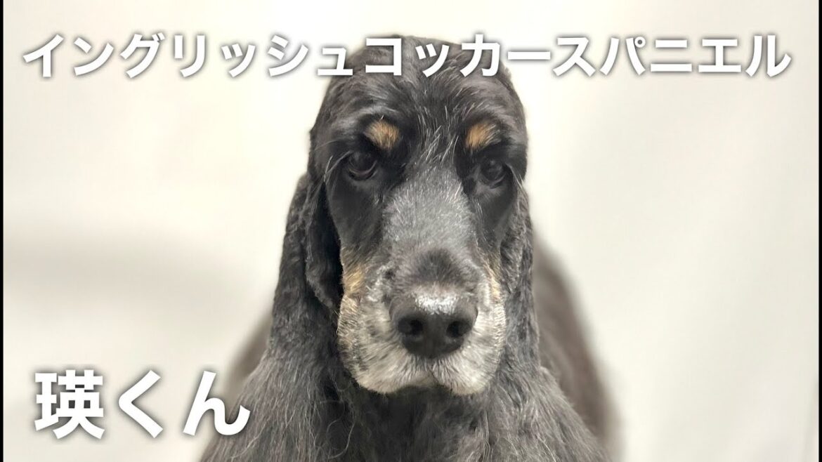 イングリッシュコッカースパニエル 瑛くん【English Cocker  Spaniel】
