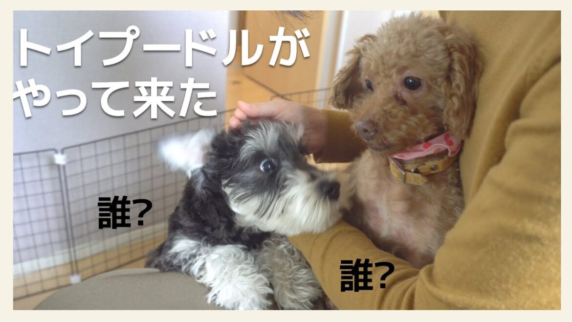 トイプードルを迎え入れ。ミニチュアシュナウザーの反応は？？