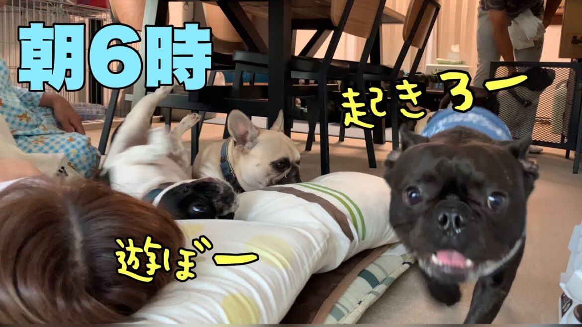 7頭のフレンチブルドックに朝起こされるとこうなるｗｗ