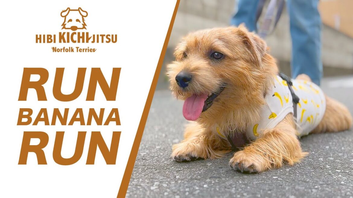 愛犬キチ  秋の朝 RUN BANANA RUN 散歩♪【ノーフォークテリア  norfolkterrier  】