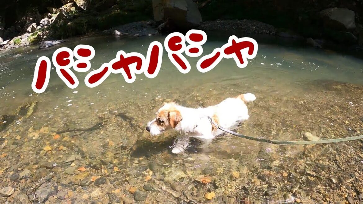 【ジャックラッセルテリア】摂津峡に行ってみたら想像以上に自然豊かだった