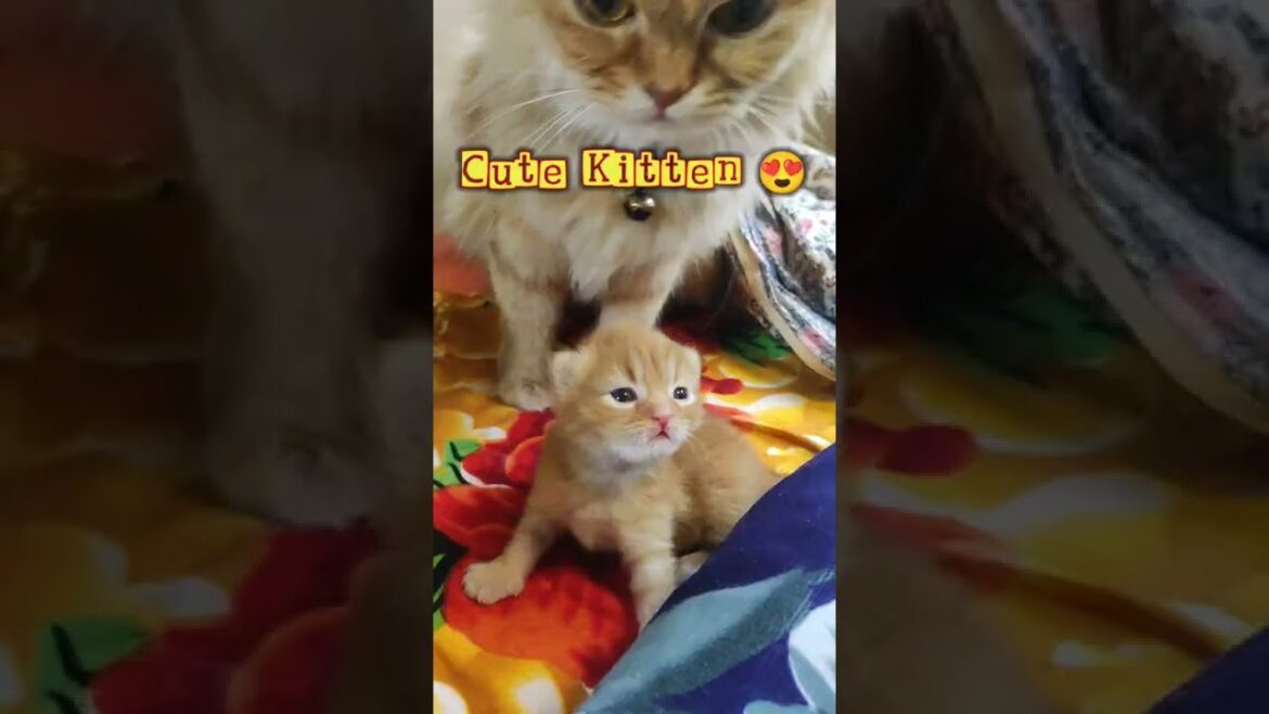 OMG so Cute Cat kitten 😍 || #shorts