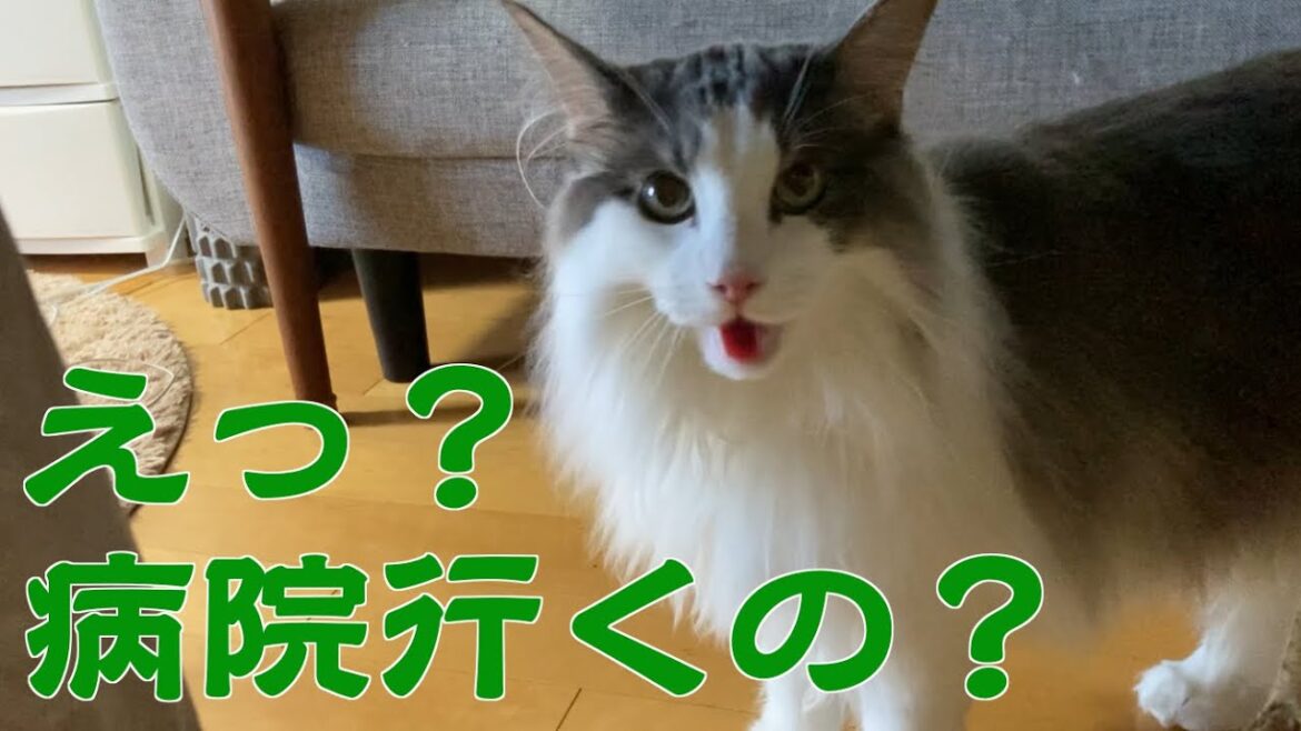 病院が怖くてハアハアしちゃう猫【メインクーン】