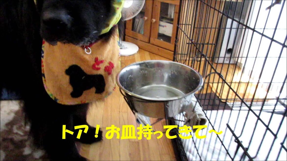 ニューファンドランド犬「トアのご飯だよ～」