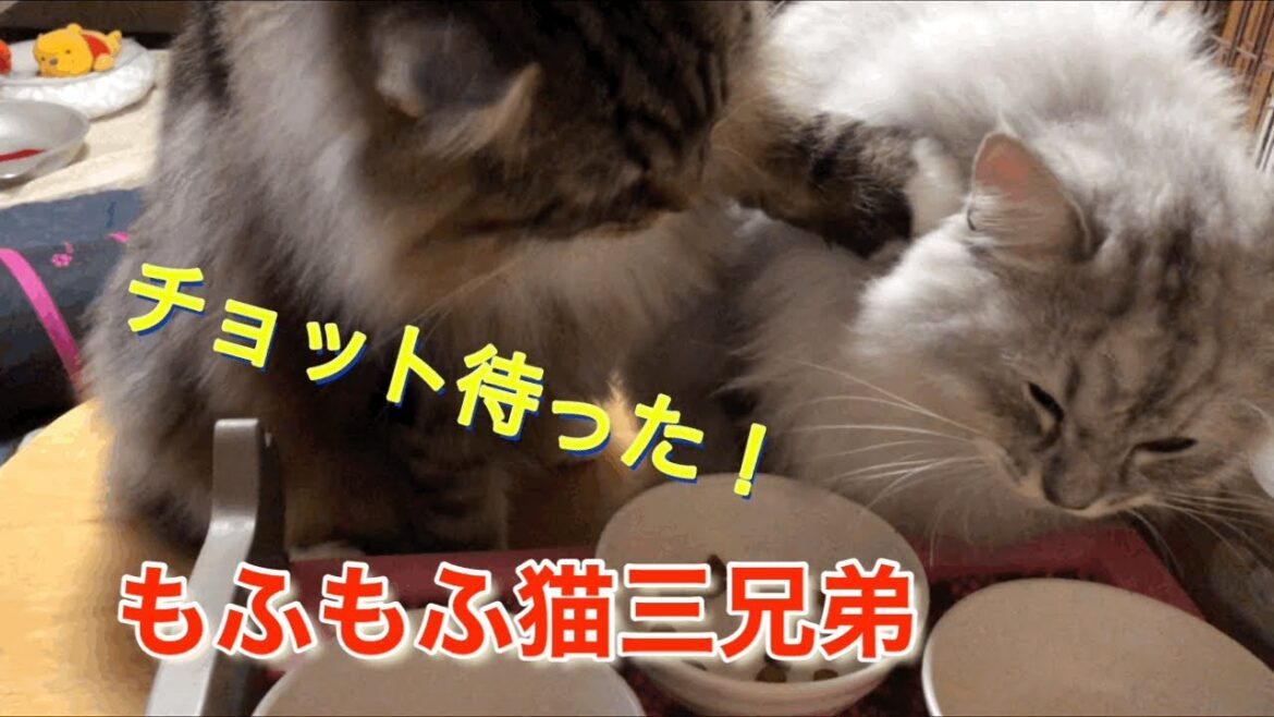 ご飯を取られチョット待った！するやりとりがかわいいラガマフィン猫三兄弟❣️