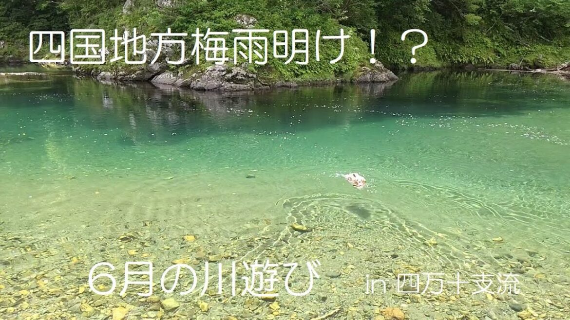 【ノーフォークテリア】異例の梅雨明け！川遊び！