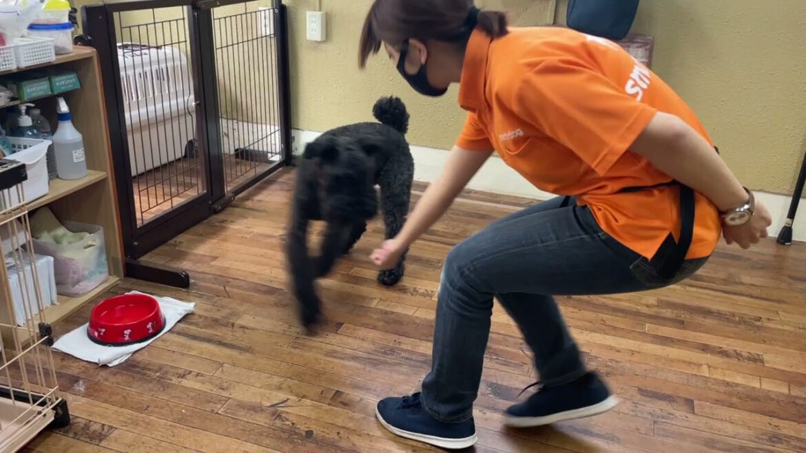 ケリーブルーテリアの”マーフィーくん”と先生が外に出たことを気にした時に“呼び戻し”の練習！