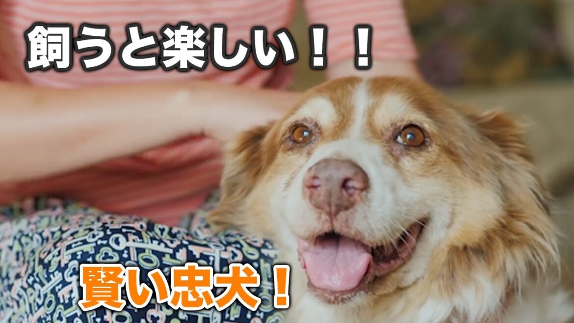 【オーストラリアンシェパード】飼いたい！頭の良い忠犬！可愛い集【犬】