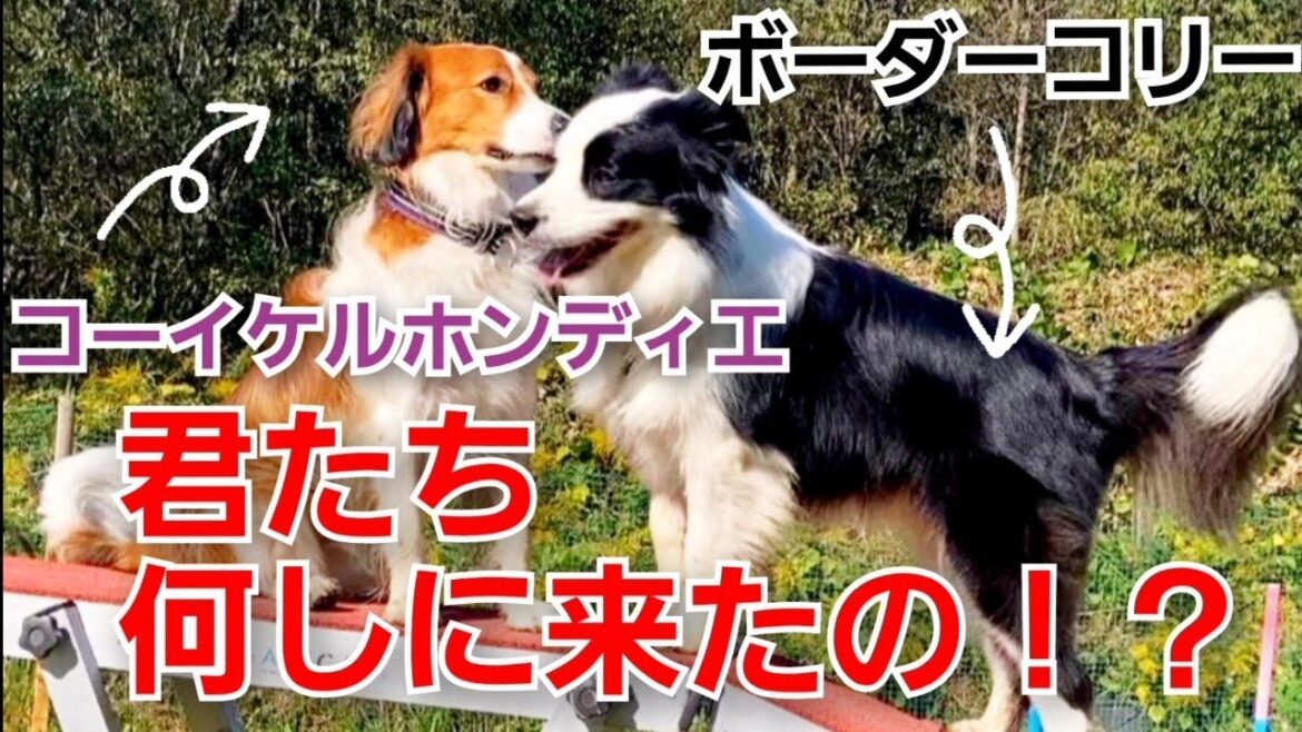 コーイケルホンディエとアジリティ練習に励む！？【ボーダーコリー犬】