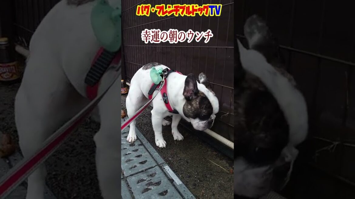 見ると幸せになる！ 幸運の朝のウンチ　フレンチブルドッグ『ぶーちゃん日記』Frenchbulldog From Japan