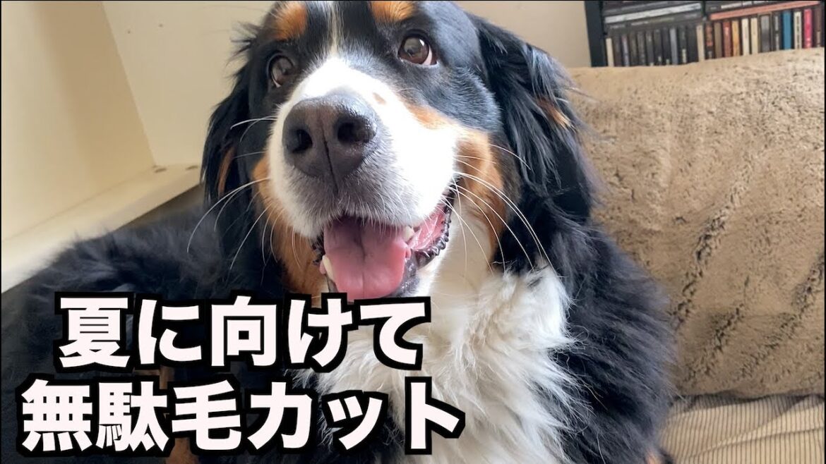 密林なバーニーズマウンテンドッグ・アデちゃん❤︎