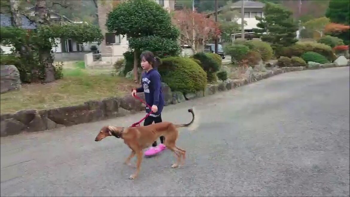 美波町由岐からのビデオレター：最近のヒメちゃんサルーキ　子供が使える犬