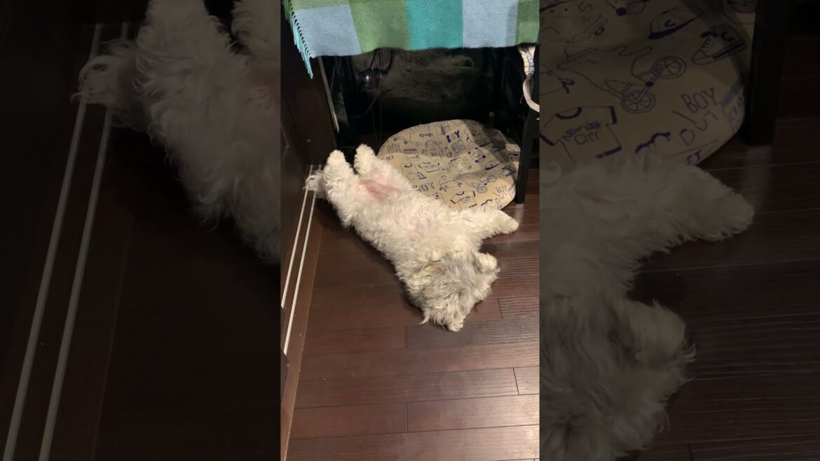 おなか全開の寝姿をみられて...すねる犬👀