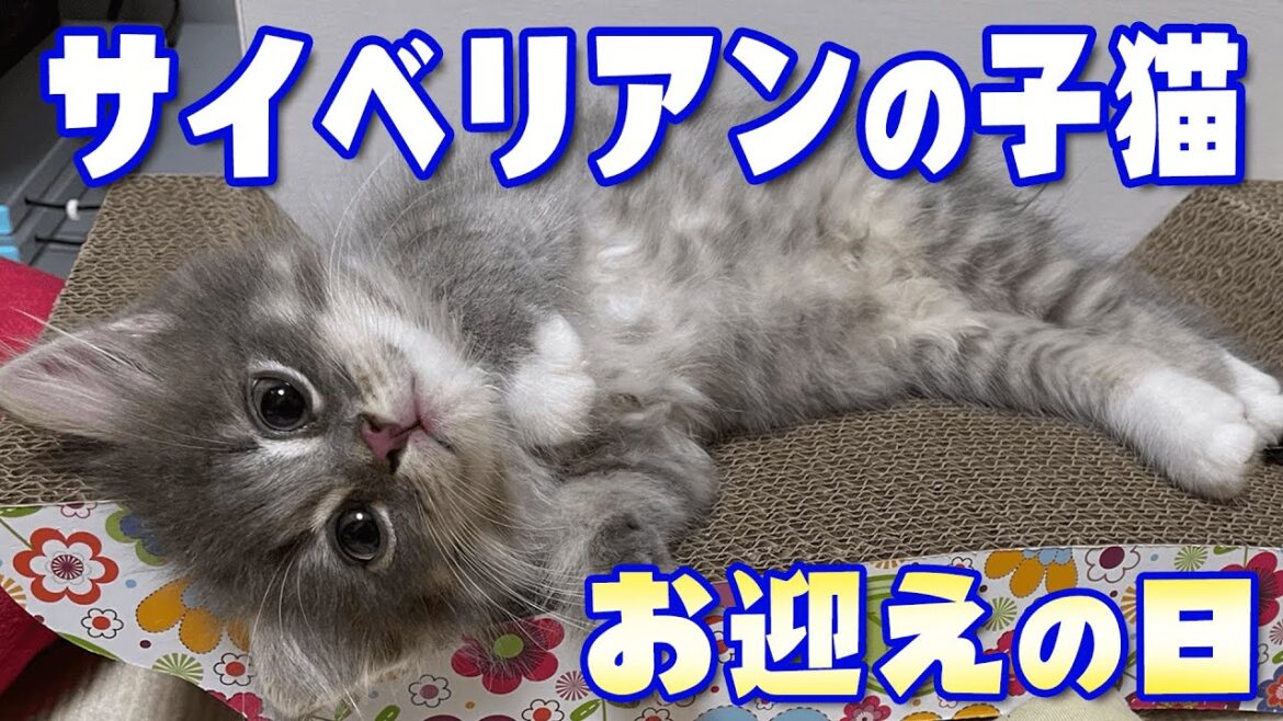 サイベリアンの子猫がやって来る！ドキドキのお迎え初日 Siberian Cat,Japan