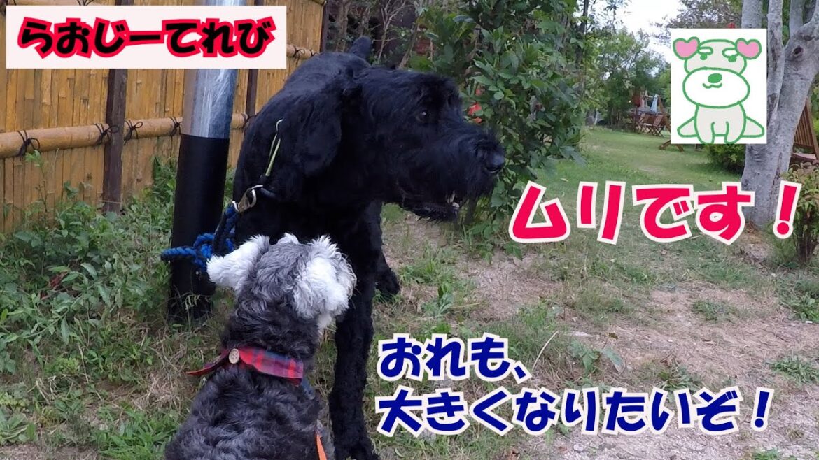 【犬との休日】ドックランで遊びまわるミニチュアシュナウザー　らおじーてれび