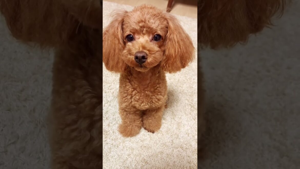 トイプードルにお風呂入るか聞いてみたよ