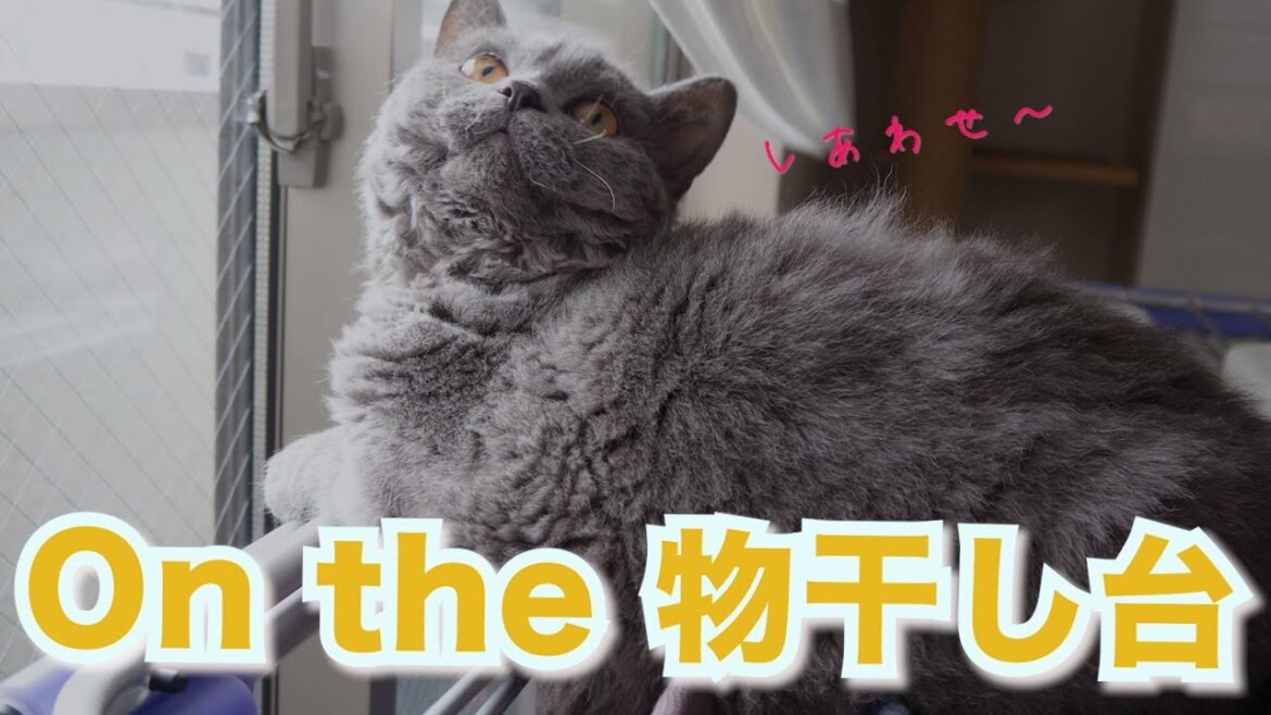 しっぽをぶんぶん振る猫ー物干し台編ー｜セルカークレックス｜ブリティッシュショートヘア