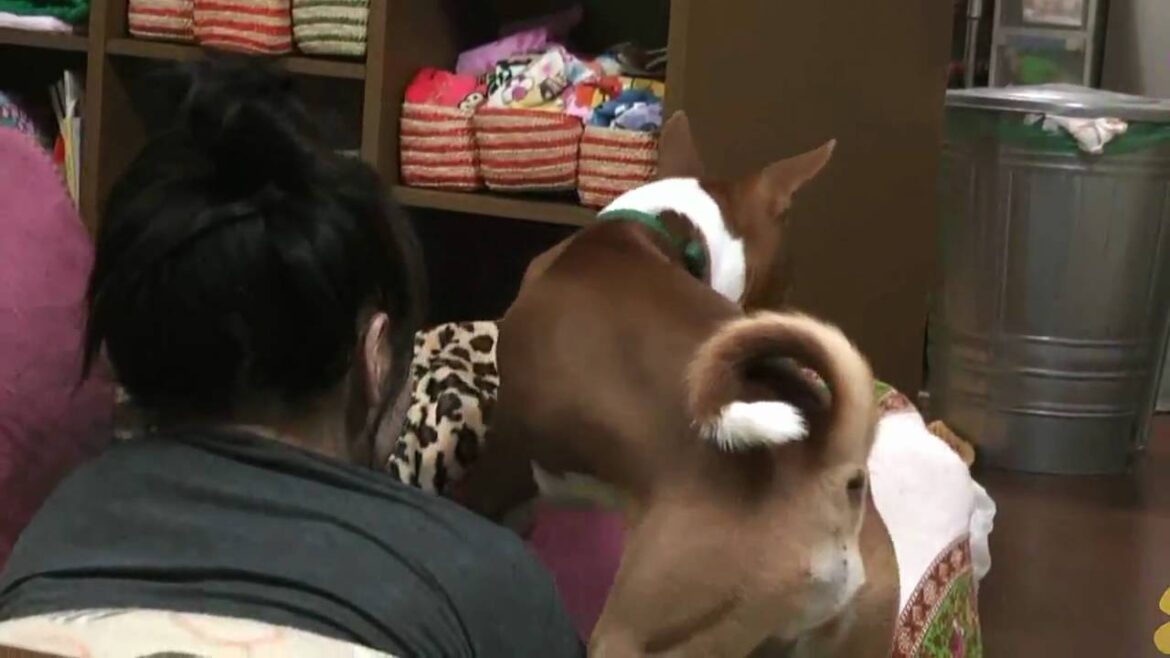 歌うバセンジー犬＾＾　Basenji dog lover is a human girl