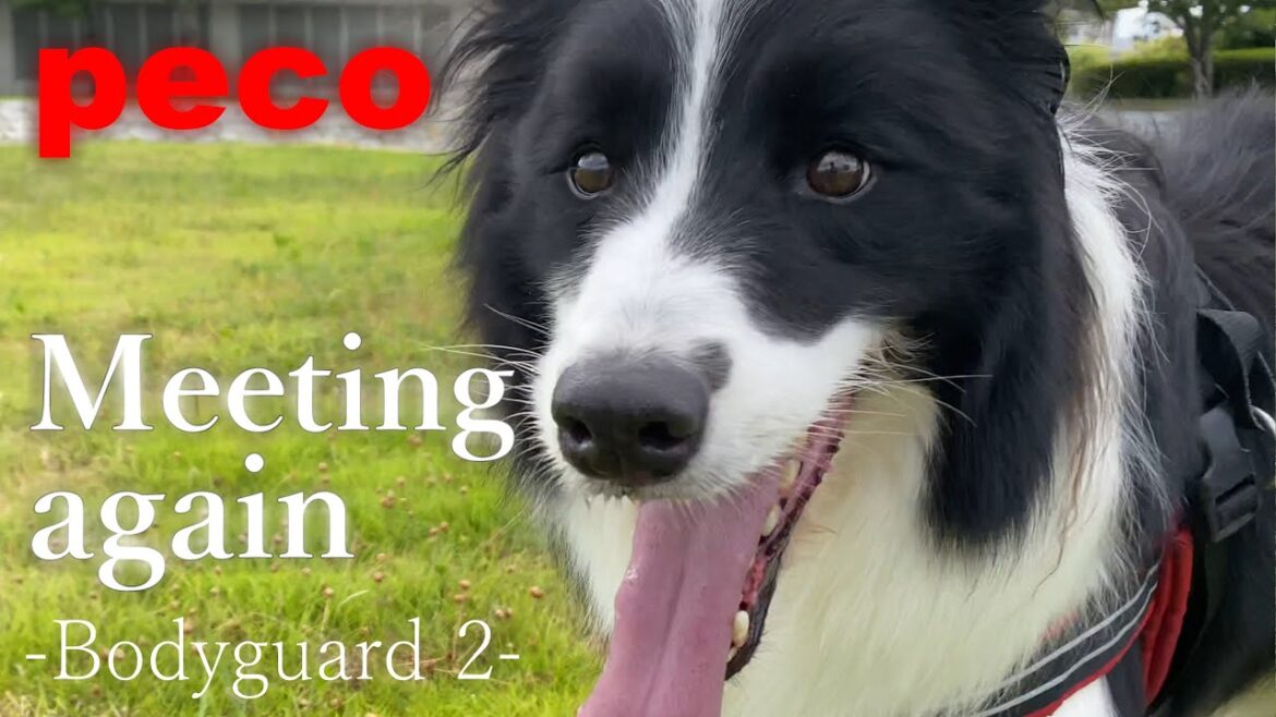 Meeting again（再会）-Bodyguard 2-  Mr. Border Collie    アイリッシュセター（アイリッシュセッター） Irish Setor（Irish Setter）